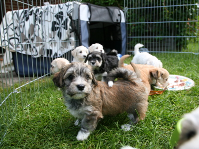 Bichon Havanais hvalpe hos Kennel Miki Nanoq